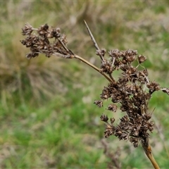 Juncus sp. at Boorowa, NSW - 21 Sep 2024 01:23 PM