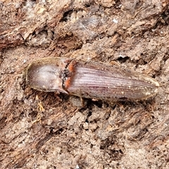 Monocrepidius (genus) (Click beetle) at Boorowa, NSW - 21 Sep 2024 by trevorpreston