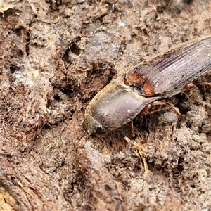 Monocrepidus (genus) at Boorowa, NSW - 21 Sep 2024 01:21 PM