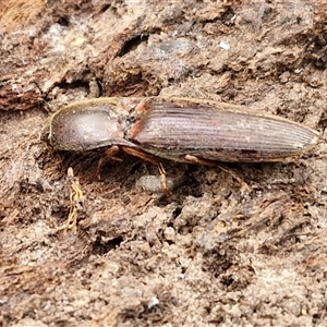 Monocrepidus (genus) at Boorowa, NSW - 21 Sep 2024 01:21 PM