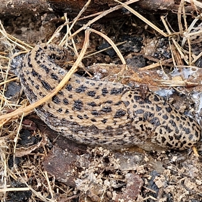 Limax maximus (Leopard Slug, Great Grey Slug) at Boorowa, NSW - 21 Sep 2024 by trevorpreston