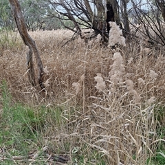 Phragmites australis at Boorowa, NSW - 21 Sep 2024 01:18 PM