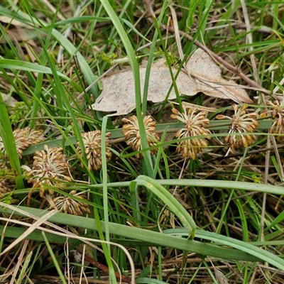 Lomandra multiflora (Many-flowered Matrush) at Boorowa, NSW - 21 Sep 2024 by trevorpreston