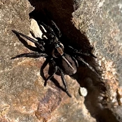 Dolomedes sp. (genus) at Rendezvous Creek, ACT - 21 Sep 2024 by Medha