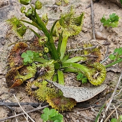 Drosera sp. (A Sundew) at Boorowa, NSW - 21 Sep 2024 by trevorpreston