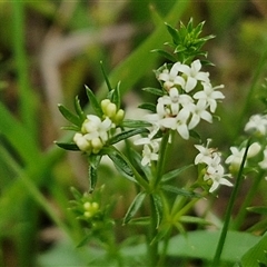 Asperula conferta (Common Woodruff) at Boorowa, NSW - 21 Sep 2024 by trevorpreston