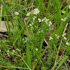 Asperula conferta at Boorowa, NSW - 21 Sep 2024