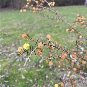 Acacia ulicifolia at Burrinjuck, NSW - 21 Sep 2024