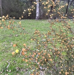 Acacia ulicifolia at Burrinjuck, NSW - 21 Sep 2024