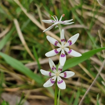 Wurmbea dioica subsp. dioica (Early Nancy) at Boorowa, NSW - 21 Sep 2024 by trevorpreston