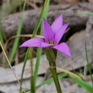 Romulea rosea var. australis at Boorowa, NSW - 21 Sep 2024