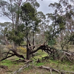 Exocarpos cupressiformis at Boorowa, NSW - 21 Sep 2024