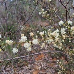 Acacia genistifolia (Early Wattle) at Boorowa, NSW - 21 Sep 2024 by trevorpreston