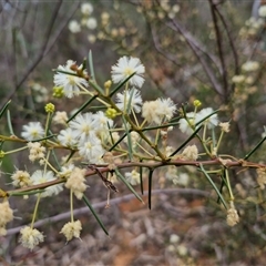 Acacia genistifolia at Boorowa, NSW - 21 Sep 2024 01:08 PM