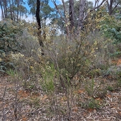 Acacia genistifolia at Boorowa, NSW - 21 Sep 2024 01:08 PM