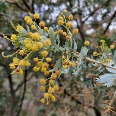 Acacia baileyana (Cootamundra Wattle, Golden Mimosa) at Boorowa, NSW - 21 Sep 2024 by trevorpreston