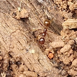 Aphaenogaster longiceps at Boorowa, NSW - 21 Sep 2024