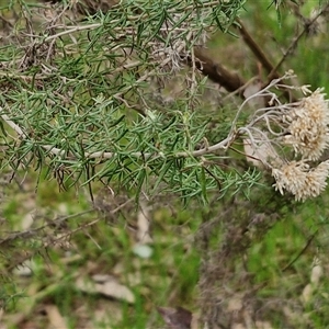 Cassinia aculeata subsp. aculeata at Boorowa, NSW - 21 Sep 2024 01:02 PM