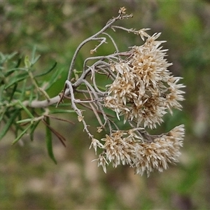 Cassinia aculeata subsp. aculeata at Boorowa, NSW - 21 Sep 2024 01:02 PM