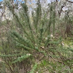 Cassinia aculeata subsp. aculeata at Boorowa, NSW - 21 Sep 2024 01:02 PM