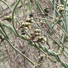 Cassytha melantha (Coarse Dodder-Laurel) at Boorowa, NSW - 21 Sep 2024 by trevorpreston