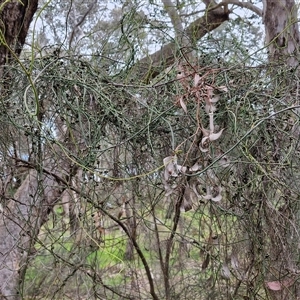 Cassytha melantha at Boorowa, NSW - 21 Sep 2024