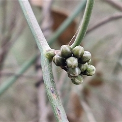 Cassytha melantha at Boorowa, NSW - 21 Sep 2024