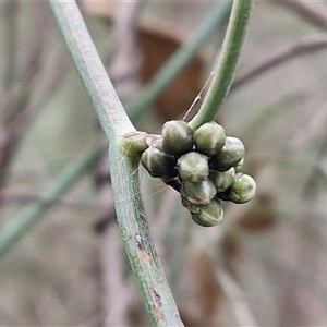 Cassytha melantha at Boorowa, NSW - 21 Sep 2024