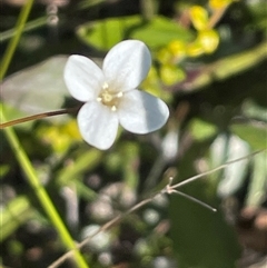 Mitrasacme polymorpha (Varied Mitrewort) at Porters Creek, NSW - 21 Sep 2024 by Clarel