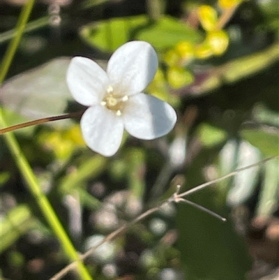 Mitrasacme polymorpha (Varied Mitrewort) at Porters Creek, NSW - 21 Sep 2024 by Clarel