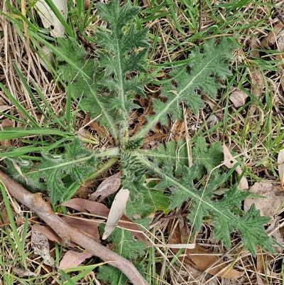 Cirsium vulgare (Spear Thistle) at Boorowa, NSW - 21 Sep 2024 by trevorpreston