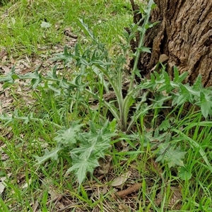 Cirsium vulgare at Boorowa, NSW - 21 Sep 2024 12:59 PM