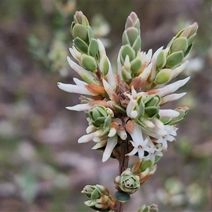 Brachyloma daphnoides at Boorowa, NSW - 21 Sep 2024