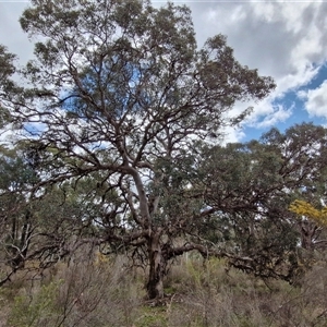 Eucalyptus polyanthemos subsp. polyanthemos at Boorowa, NSW - 21 Sep 2024 12:51 PM