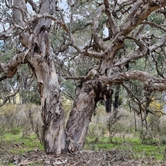 Eucalyptus polyanthemos subsp. polyanthemos at Boorowa, NSW - 21 Sep 2024 12:51 PM