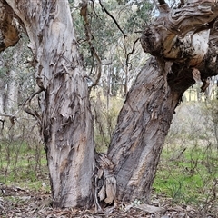 Eucalyptus polyanthemos subsp. polyanthemos at Boorowa, NSW - 21 Sep 2024 12:51 PM