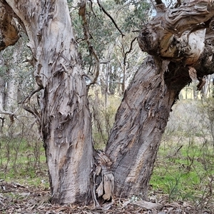 Eucalyptus polyanthemos subsp. polyanthemos at Boorowa, NSW - 21 Sep 2024 12:51 PM