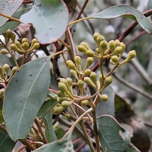 Eucalyptus polyanthemos subsp. polyanthemos at Boorowa, NSW - 21 Sep 2024 12:51 PM