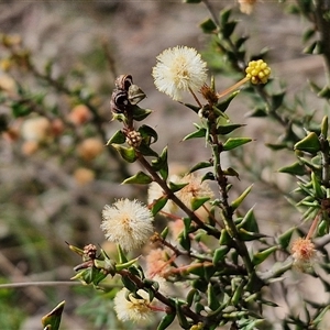 Acacia gunnii at Boorowa, NSW - 21 Sep 2024 12:49 PM