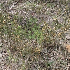 Acacia gunnii at Boorowa, NSW - 21 Sep 2024 12:49 PM