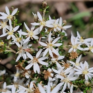 Olearia microphylla at Boorowa, NSW - 21 Sep 2024 12:45 PM