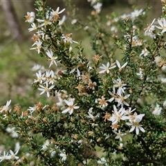 Olearia microphylla at Boorowa, NSW - 21 Sep 2024