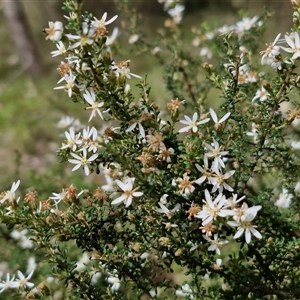 Olearia microphylla at Boorowa, NSW - 21 Sep 2024