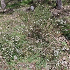 Olearia microphylla at Boorowa, NSW - 21 Sep 2024