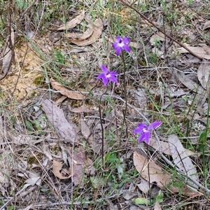 Glossodia major at Boorowa, NSW - suppressed