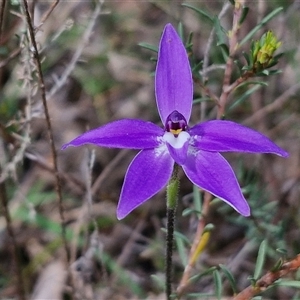 Glossodia major at Boorowa, NSW - suppressed