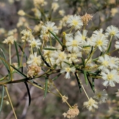 Acacia genistifolia (Early Wattle) at Boorowa, NSW - 21 Sep 2024 by trevorpreston