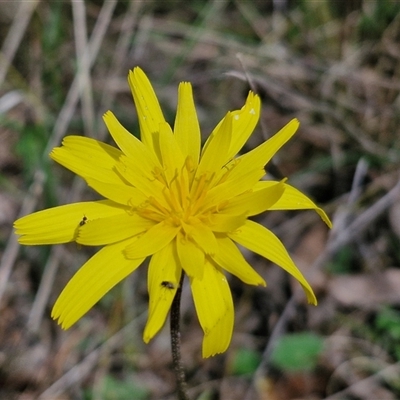 Microseris walteri (Yam Daisy, Murnong) at Boorowa, NSW - 21 Sep 2024 by trevorpreston