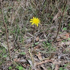 Microseris walteri at Boorowa, NSW - 21 Sep 2024 12:43 PM