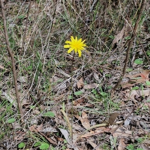 Microseris walteri at Boorowa, NSW - 21 Sep 2024 12:43 PM